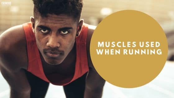 Muscles Used When Running
