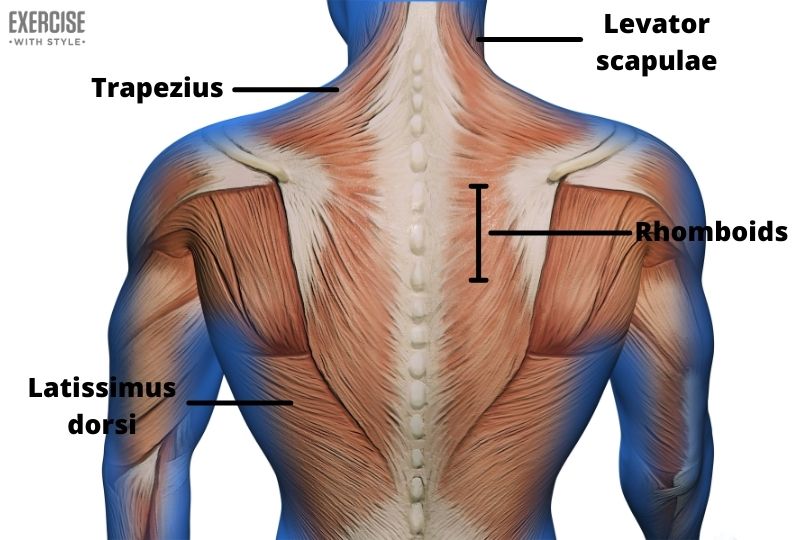 Anatomy of the Back Muscles
