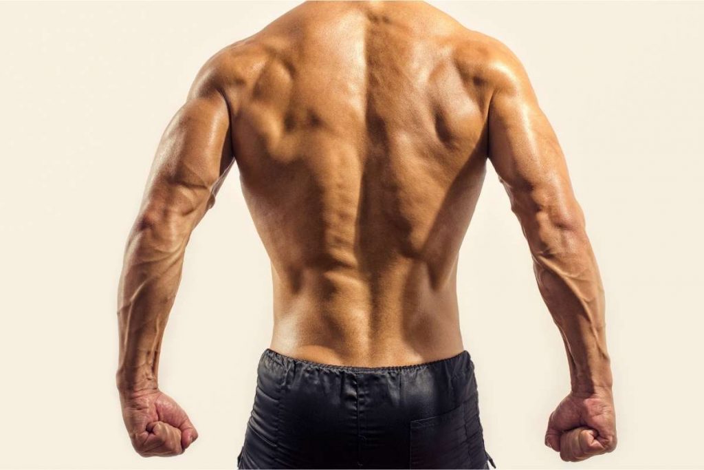 back muscle definition