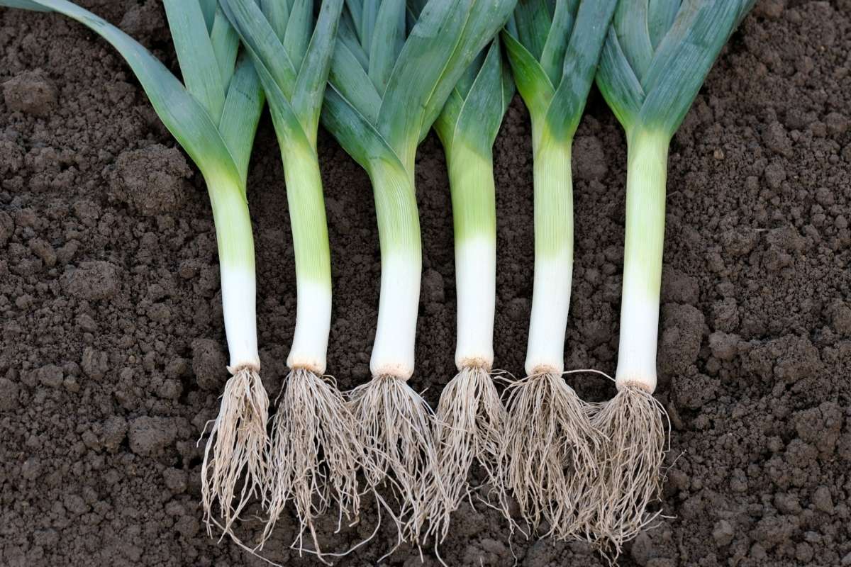 What Is The Magical Leek Soup Diet? Does It Work For Weight Loss?